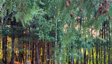 Dom Wakacyjny Brzozowy Gaj Bieszczady - Foto 5