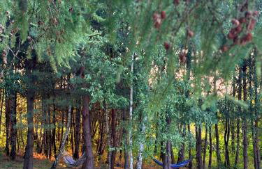 Dom Wakacyjny Brzozowy Gaj Bieszczady - Foto 5