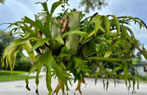 Flora's Garden Apartment/Studio - Foto 53