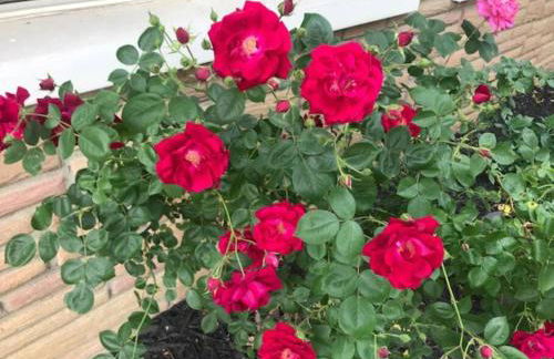 Adorable Buckeye Lake Cottage - Foto 54