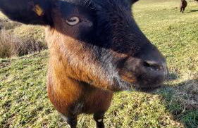 Fewo Helene im schönen Odw - Foto 36