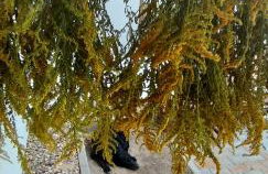 Agroturystyka Zaborski Sad - Foto 13