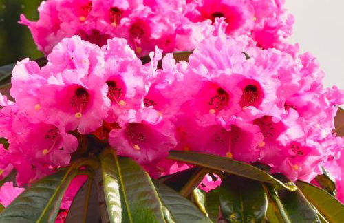 Corrie Apartment, Kinlochlaich House - Foto 24