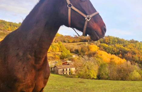 La Masia del Batlle - Photo 51