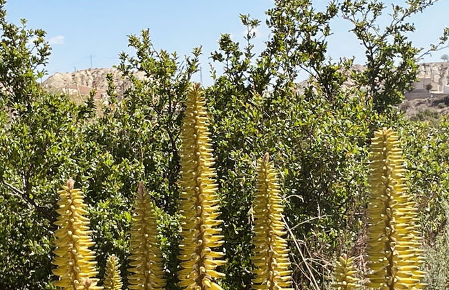 El sueño de Andalucia - Foto 76