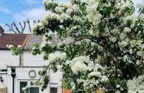 Cute Cottage in Egham Heathrow- 7 Guests 3 bedrooms - Foto 32