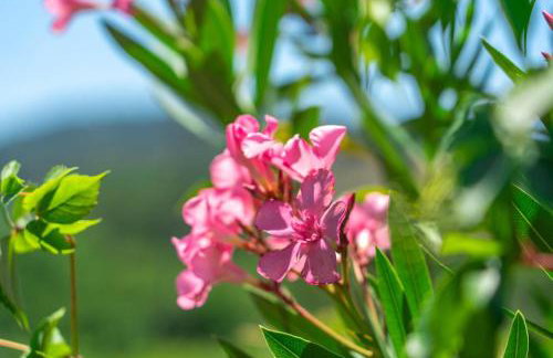 Klio House - Foto 35