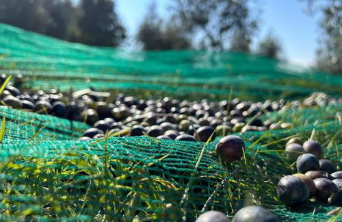 Agriturismo Giorgini - Foto 9