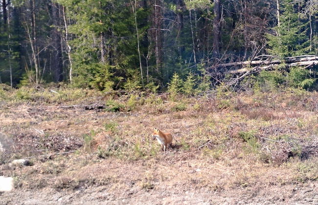 Forest Family Home - Foto 39