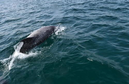 Le Clos de la Pointe Saint-Mathieu - Photo 23