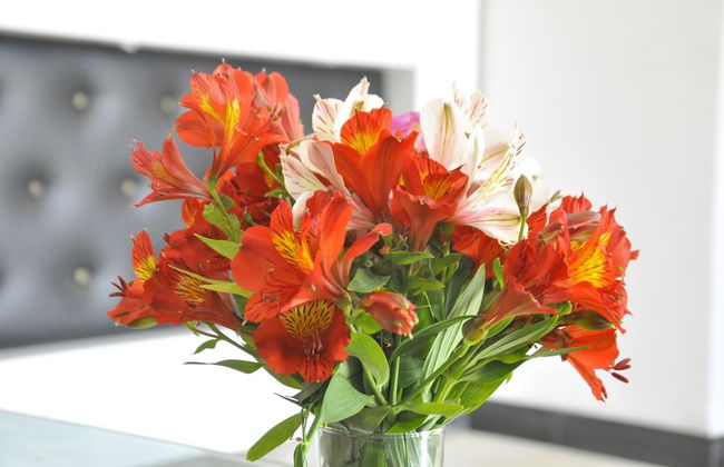 Inroma Holiday Resort - Foto 2