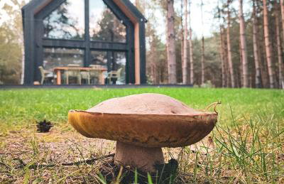 Domek w Lesie - Foto 6