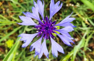 Agriturismo Il Riccio - Foto 4