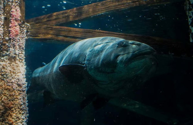 Biglietti per l'Aquarium of the Bay - Foto 7