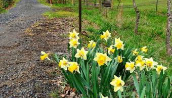 Cozy Cabin, near Mosier and Hood River - Foto 4