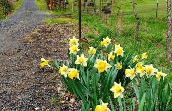 Cozy Cabin, near Mosier and Hood River - Foto 4