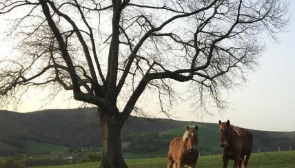 La Grange d'Etxexuria - Foto 4