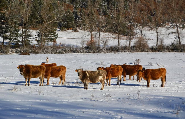 Farma Sotira - Foto 47
