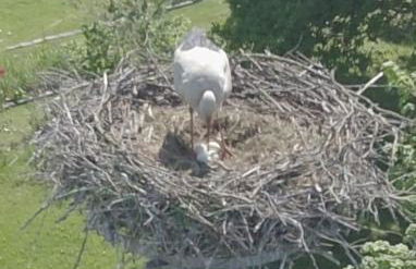 Ferienwohnung am Storchnest - Foto 23