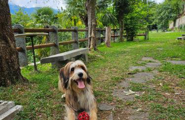 Mid of Nature ' Bella Vista Lago Maggiore charmant mit traumhaften Seeblick, Terrasse und großen Garten - Foto 10