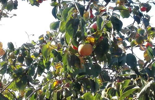 Casa do Chaparral campo e praia - Foto 37