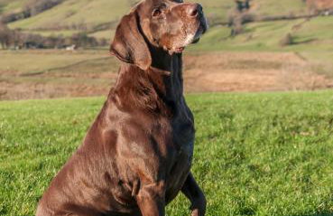 Bannerdale - Foto 25