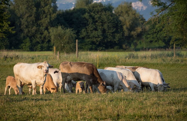 Steigmatt Bauernhof - Erlebnis - Foto 52