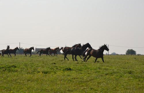 Gîte au Haras - Foto 30