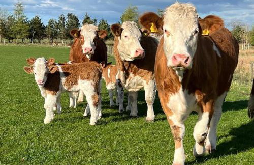 Green Law - Dog Friendly - Foto 18