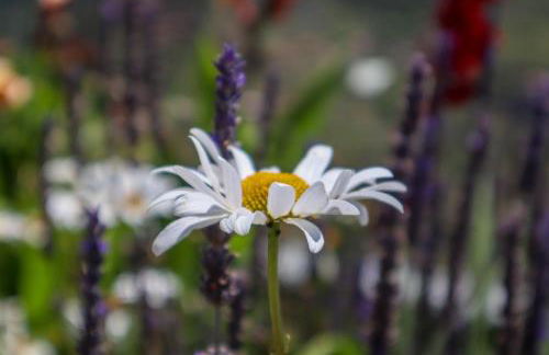 Casas Tipicas Candelaria Tabua - Photo 34