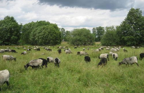 Ferienwohnungen Heideidylle - Foto 20