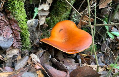 La Apañaora - Foto 43