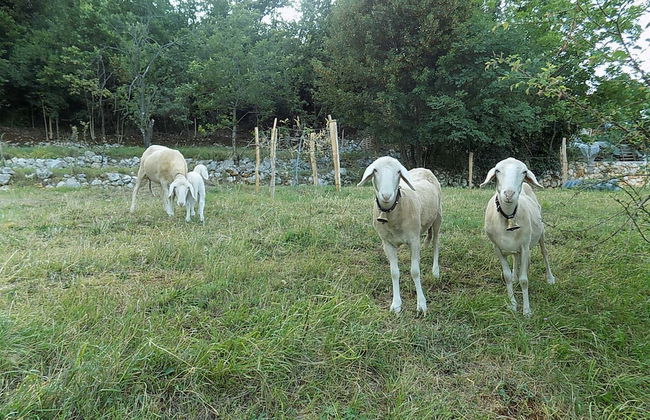 Apartments Tinka - Foto 44