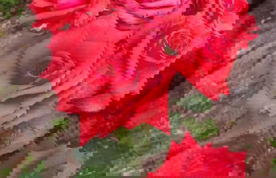 Le Radici Casa Vacanze - Foto 61