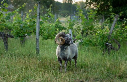Countryhome at winery Chateau Camponac - Foto 9