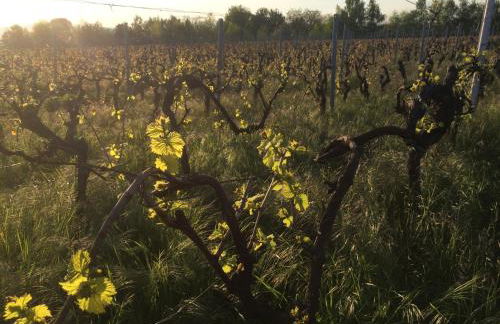 Alte Heimat - Foto 20