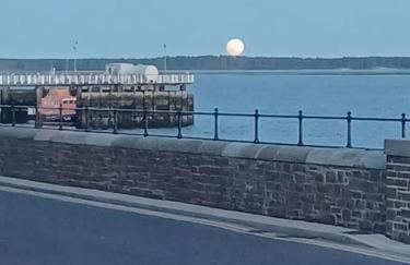 The Fuzzy Duck - Photo 29