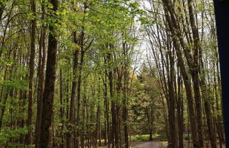 Long pond, Pocono pines quiet & cozy!Kalahari 8mins - Foto 51