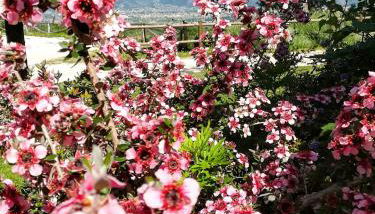 La Staccionata - Foto 5