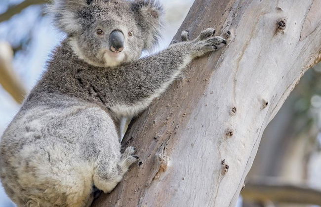 Grande Route Océanique et les Douze Apôtres - Excursion d'une Journée - Photo 7