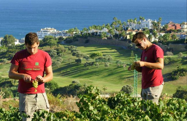 Wine Tour in Manilva - Foto 7