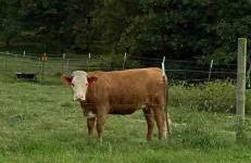 The Varnadoe Villa- Farm Stay - Foto 40