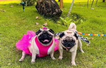 Eco Resort Pedra Bonita - Foto 24