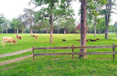 Romantic and Unique Tree House Rental on a Private Ranch in Central Texas - Foto 16