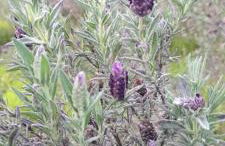 Casa do Roxo - Eco Design Country House - Foto 56