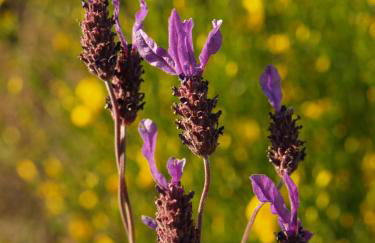 Casa da Ti Cura - Foto 51