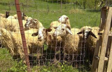 Angelic in the mountains - Foto 59