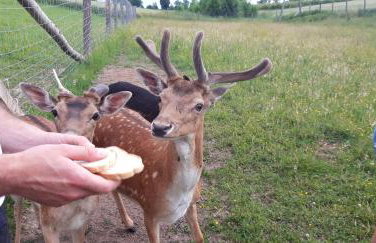 Baba Jagna - Foto 21