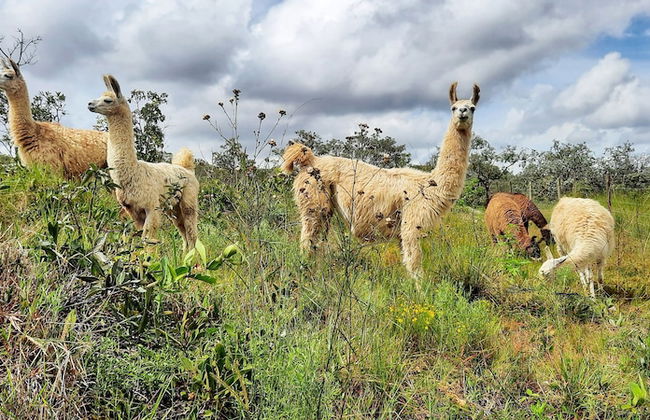 Paradise Ranch - Foto 34