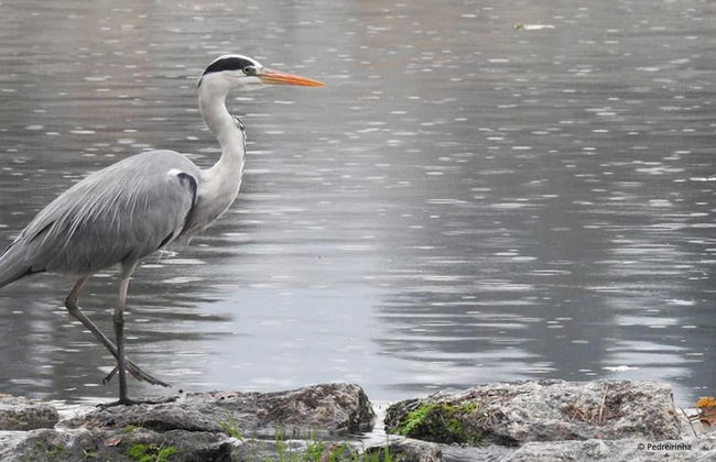 Moinho da Varzea Mill House & Hot Tub - Foto 45